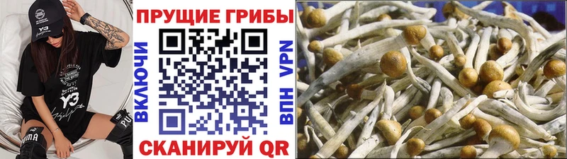 Купить закладки  Мелеуз  Галлюциногенные грибы MAGIC MUSHROOMS 